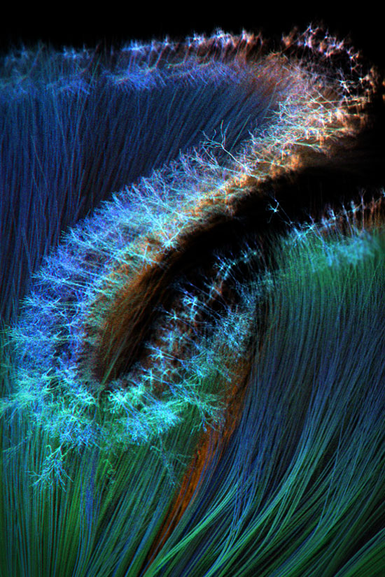 Science Visualizations